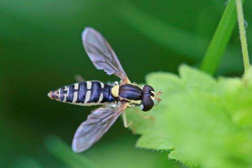 Réf. 231 850 : Sphaerophoria scripta